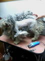 20060420132545.jpg